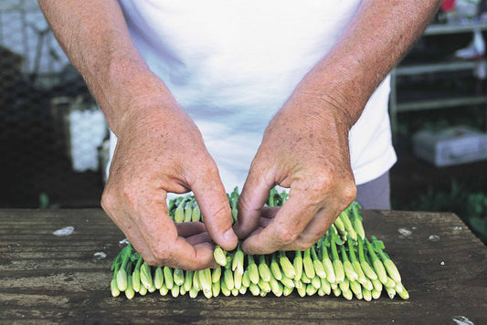 Monoi Tiki Tahiti Tiare (Tahitian Gardenia) Oil