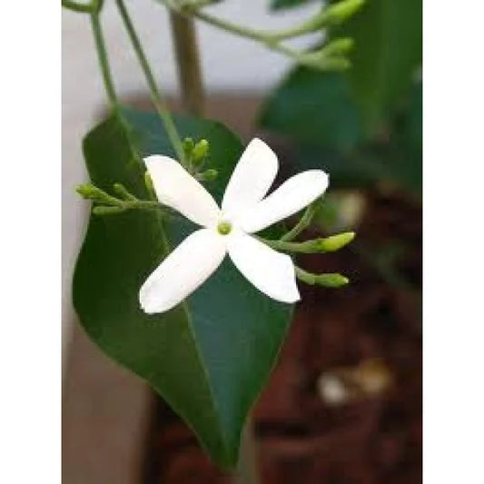 Monoi Tiki Tahiti Pitate (Jasmine) Oil