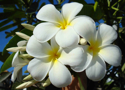 Monoi Tiki Tahiti Tipanie (Frangipani) Oil