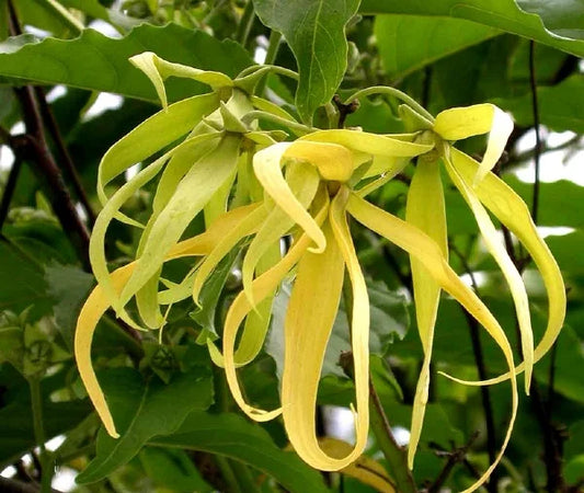 Monoï Tiki Tahiti Ylang Ylang Oil